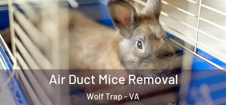  Air Duct Mice Removal Wolf Trap - VA